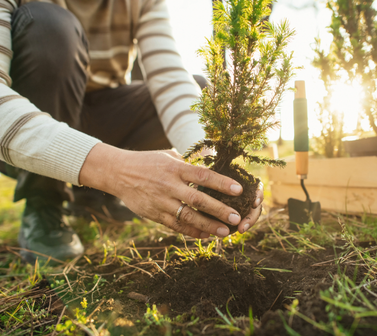 Hands planting a plant in dirt.