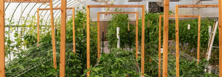 Rows of green plants and wooden frames inside a greenhouse with netting for support.