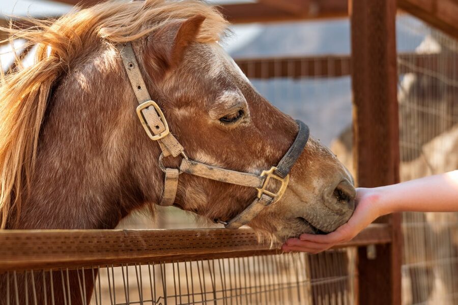 A person feeding a brown horse through a fence, the horse is wearing a halter.