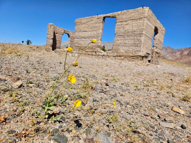 Yellow wildflowers in rocky soil with a weathered stone ruin and blue sky in the background.