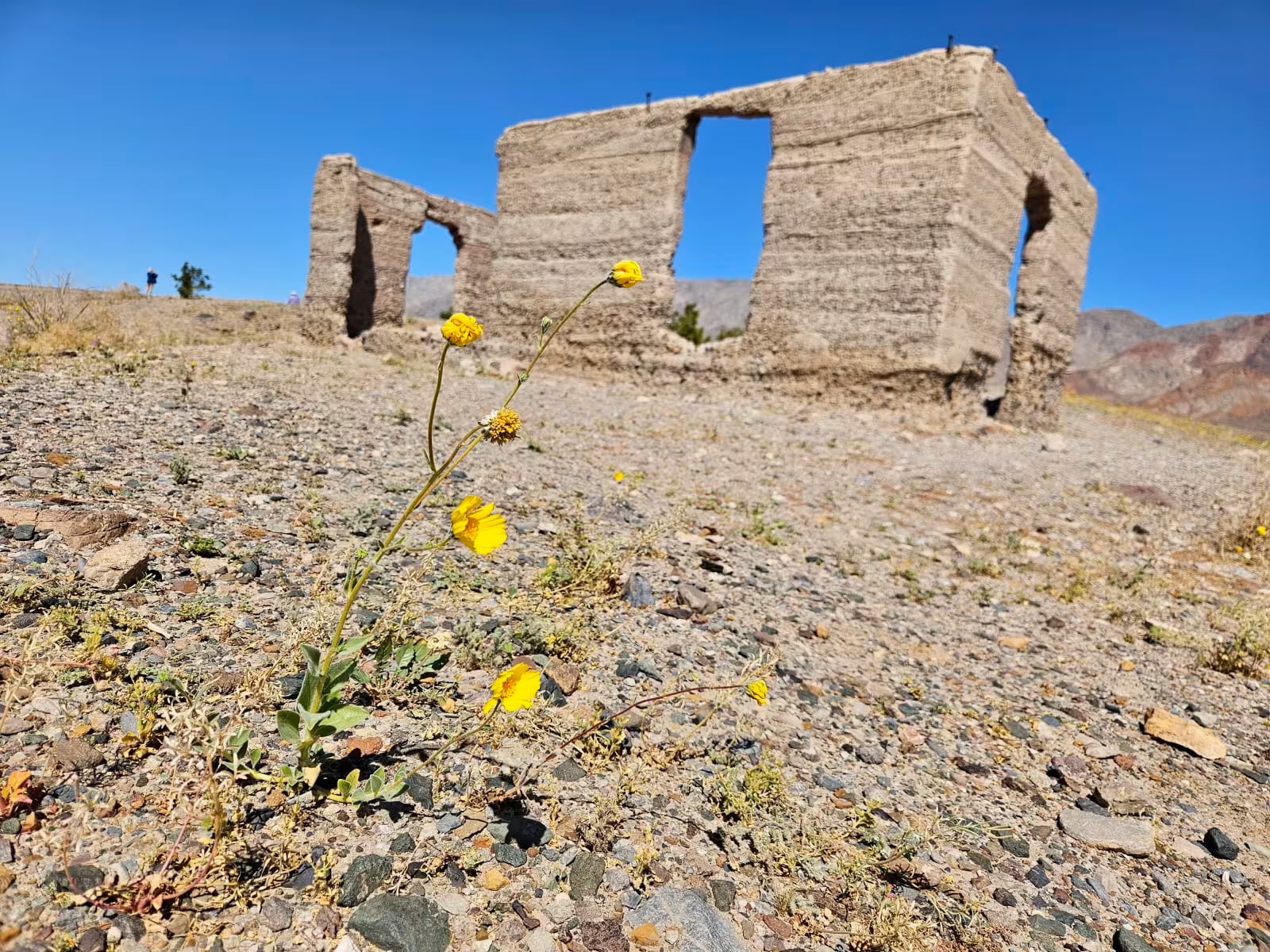 Yellow wildflowers in rocky soil with a weathered stone ruin and blue sky in the background.