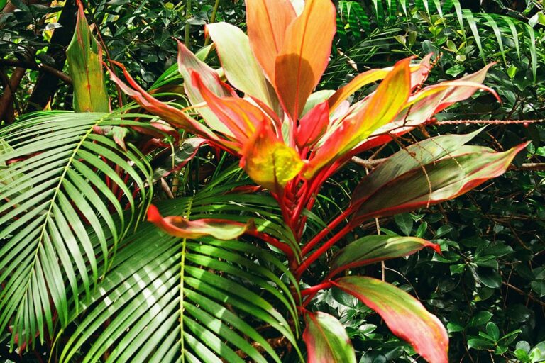 A plant with vibrant red and green lance-shaped leaves surrounded by palm fronds.