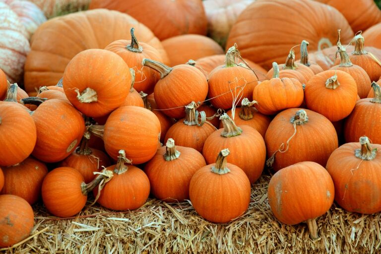 A large pile of orange pumpkins sitting on a bed of hay.
